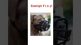 Dog Muzzles Basket Vs Fabric  Whats The Difference shorts dogbehaviour [upl. by Cheney290]