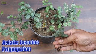 Asiatic Jasmine Tricolor Propagation from Cuttings [upl. by Yousuf]