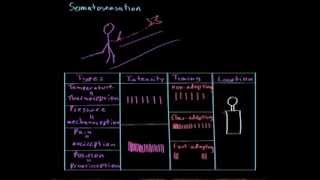 Somatosensation  Processing the Environment  MCAT  Khan Academy [upl. by Dianemarie]