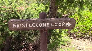 Bristlecone Loop Trail  Bryce Canyon National Park [upl. by Sirraj]