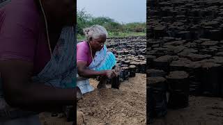 Mangrove Nursery Preparation work in Pulicat by MFI [upl. by Anev]