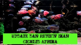 Update and Review  ikan Cichlid Afrika [upl. by Pfeifer]