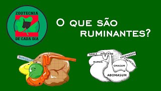 O que são ruminantes [upl. by Harleigh]