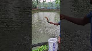 The fish are eating a lot of food 14 May 2024 farming viralvideo shorts [upl. by Hannie]