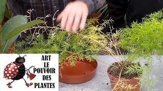 JardinageComment faire lentretien et arrosage des plantes vertes dintérieur [upl. by Suzan]