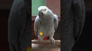 quotUnlocking the Genius of African Grey Parrots Smartest Birds on Earthquot [upl. by Eerual828]