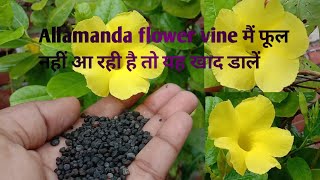 Best fertilizer allamanda flower vine  how to grow and care allamanda flower Vine [upl. by Cromwell989]