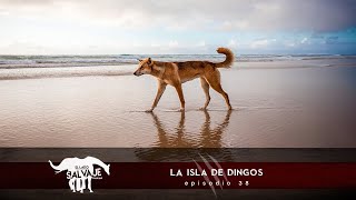 E38 La Isla De Dingos con Mika Elis  El Lado Salvaje  Podcast [upl. by Hibben648]