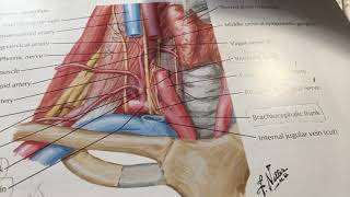 Main blood vessels and veins of the neck with MNEMONICS [upl. by Adyl]