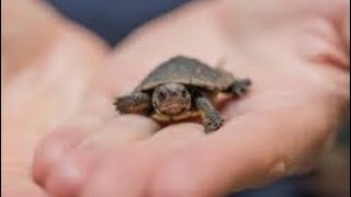 This tiny turtle judges you immensely shorts [upl. by Aihsas]