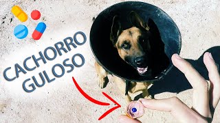 Como dar remédio comprimido para cachorro guloso [upl. by Farrish139]