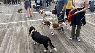 Doo Dah Parade  Ocean City NJ 2023 [upl. by Marielle349]