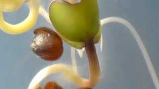 Broccoli seed germination timelapse [upl. by Ofelia]