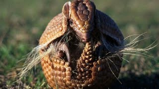 The Pangolins Fight for Survival [upl. by Vescuso]