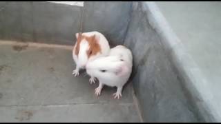 Guinea pigs fight for food till death [upl. by Luther]