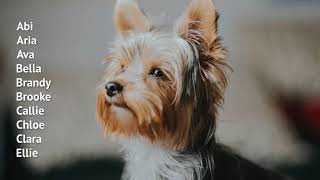 Amazing Ideas For Naming Yorkshire Terriers [upl. by Reichert]