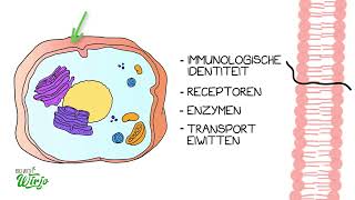 De cel  celmembraan en organellen [upl. by Ahsercel]