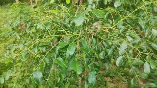 Amra Plant Hog Plum [upl. by Buyse]