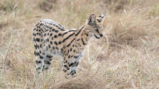 Rare sighting of a hunting serval [upl. by Anayit]