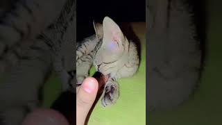 Cats sy love 💞♥️♥️ music song bollywoodsongs cat unfreezmyaccout [upl. by Rayner]