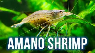 AMANO SHRIMP CARE – Best Algae Eater for Planted Tanks [upl. by Eisnil985]