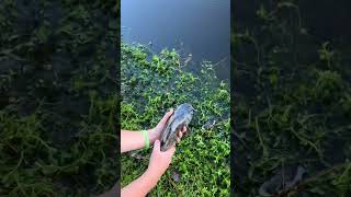 Bullhead reveals the truth about small ponds fishing catfishing catfish fish freshwaterfish [upl. by Einaoj907]