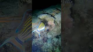 Striped Surgeonfish fishing ytstudioes yt fish ytstudieo ytviral ytstuduo gopro [upl. by Ev4]