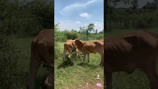 You Wont Believe What These Cows Do in the Countryside [upl. by Adnaluy]