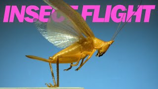 Insects in flight  11 incredible species in SLOW MOTION [upl. by Karon]