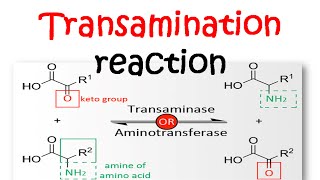 Transamination reaction mechanism [upl. by Iztim571]