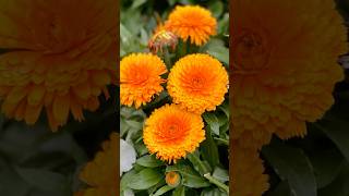 English Marigold  Orange King  Calendulas  AshasRealm youtubeshorts shorts [upl. by Acinet]