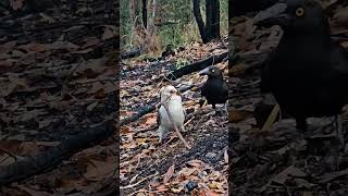 The Kookaburra and Currawong earlybirdgetstheworm [upl. by Harol]