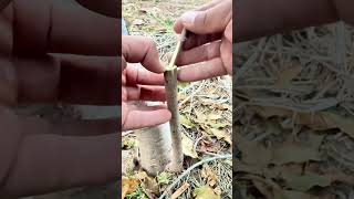 Quick Guide to Grafting gardening graft grafting woodworking nature garden short [upl. by Peednam409]