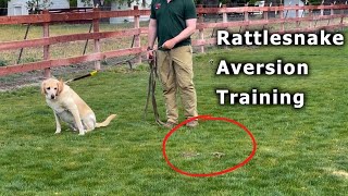 SNAKE How you can keep your dogs safe  Rattlesnake Aversion Training [upl. by Tare]