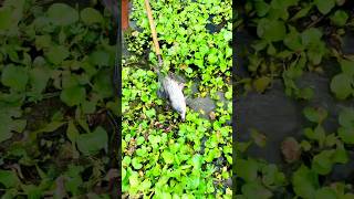 Village Big Fish Catching Moment With Teta In Boys Fish HuntingPart15 fishing shorts video [upl. by Ash240]