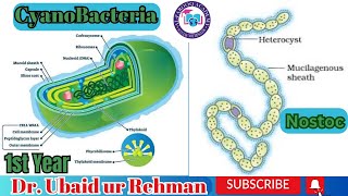 69 Characteristics of Cyanobacteria  Nostoc  Hormogonia  Akinetes  Class 11  Biology [upl. by Akiem]