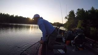 44 inch top water pickerel river musky [upl. by Ahsetan358]