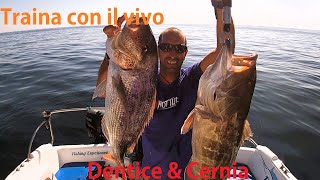 Pesca al Dentice e alla Cernia Bianca  Traina con il vivo [upl. by Shank364]