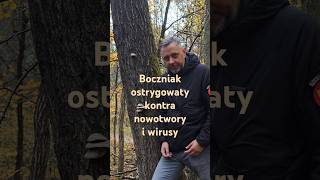 Smaczny i leczniczy boczniak ostrygowaty grzyby lifestyle [upl. by Thadeus493]