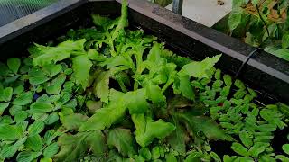 Floating Plants in my Greenhouse Pond [upl. by Weixel]