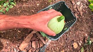 visite du potager en octobre [upl. by Warder898]