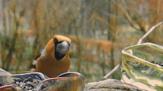 Dinosaur Buffet  S03E10  Hawfinch [upl. by Almund714]