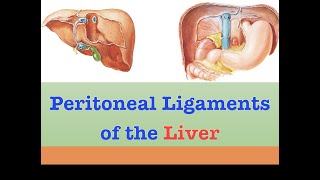 Peritoneal Ligaments of the Liver [upl. by Noicpesnoc]