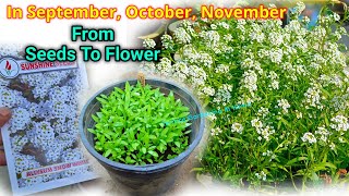 Alyssum Plant From Seeds To Flower Update  Alyssum Plant From Seeds How To Grow [upl. by Massimo]