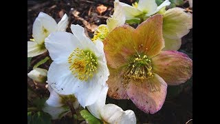 A rose name Helleborus  Christmas Rose [upl. by Gabie57]