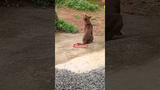 shortvidio🐕🐕bowebowefunny afna🥰😊amnusvloge [upl. by Henriha]