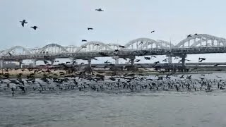 Trichy Kollidam River river floods [upl. by Woodsum]