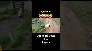 dog vs bull😂😂🤣🤣  SHARAN ART AND EDITING shorts dog mind voice Im pavam [upl. by Suh]