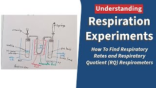 Respiration Experiments How To Find Respiratory Rates and Respiratory Quotient RQ Respirometers [upl. by Dranreb]