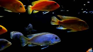 Malawi 2019  African Cichlids display tank Juwel Rio 450L 7 months update [upl. by Adrahs]